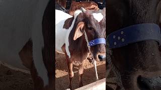 Qurbani 2025 Ka Sasta Mal 😍 #foryou #youtubeshorts #toptrending #viralvideos #bakraeidspecial