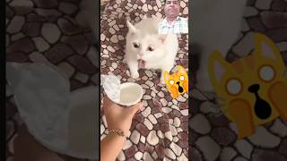 funny animal short video 2024 #funyanimals #cat #pets #cute #animlasfunny #viral #trending #shorts