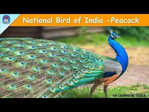 National Bird Of India | National Bird Peacock | Why Peacock is national bird of India | Peacock