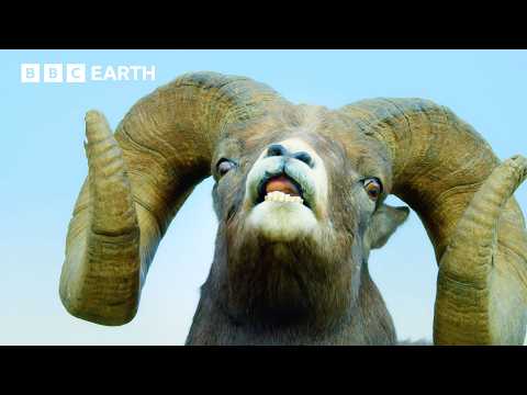 Intense Bighorn Sheep Battle | Mountains: Life Above The Clouds | BBC Earth