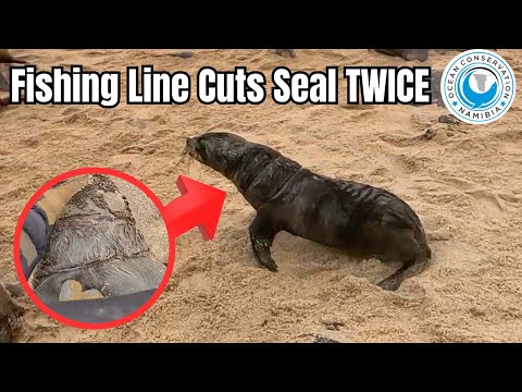 Fishing Line Cuts Seal TWICE