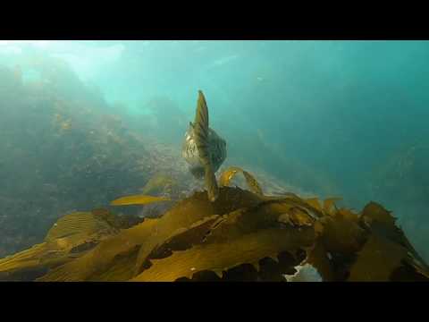 Sting Rays and Fish Galore! Snorkeling Crescent Bay in Laguna Beach, California