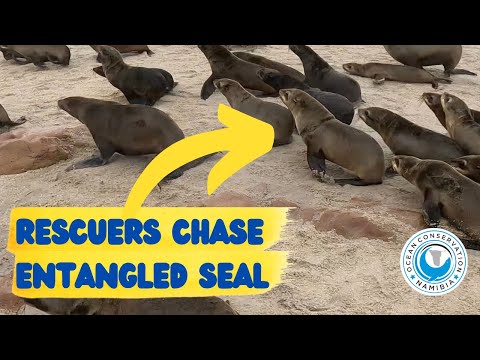 Rescuers Chase Entangled Seal