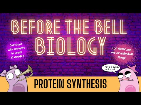 Protein Synthesis: Before the Bell Biology