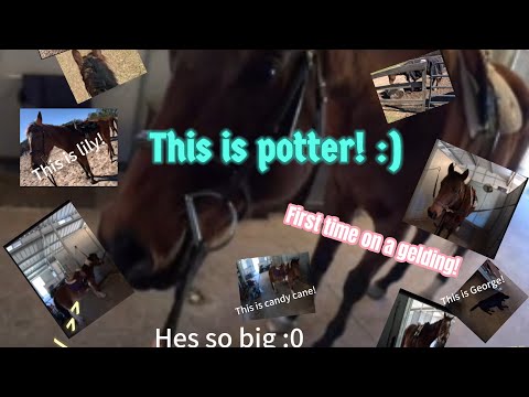 Ride a gelding with me! ~ long video ~ Life On The Rein ~ GoPro riding series!