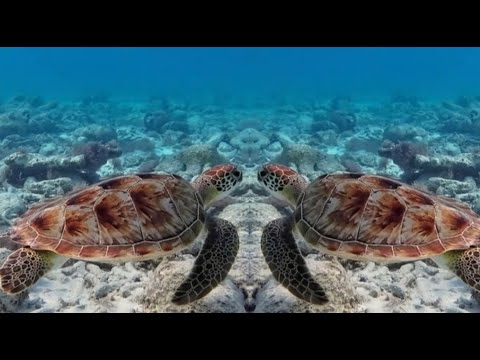 🔴 LIVE  Tranquil Turtles | Relaxing Ocean Journey with Soft Piano Music -  Lofi🌞☀SI KR