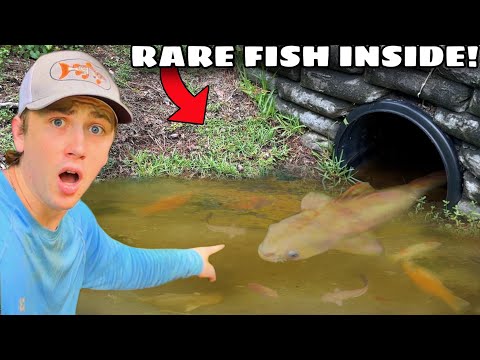 I Saved Fish from a Flooded Tunnel!