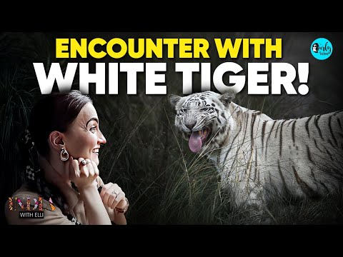 Elli AvrRam's Encounter With White Tigers In Rewa, Madhya Pradesh | India With Elli E5 | Curly Tales