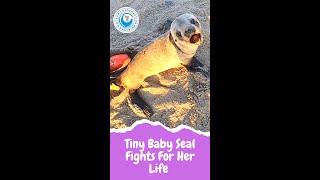 Tiny Baby Seal Fights For Her Life