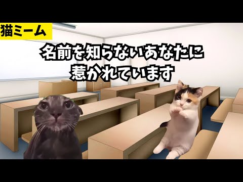 【猫ミーム】名字しかしらない子に恋した話