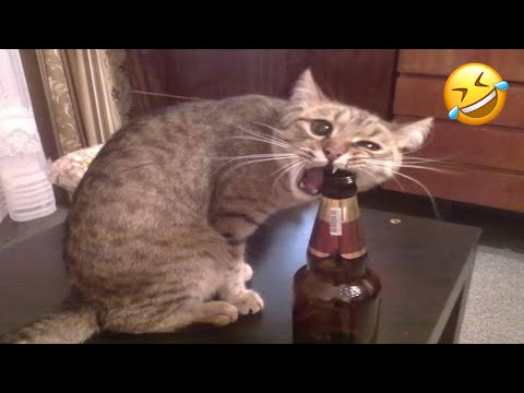 Try not to laugh🤣 || Funny Cat And Dog Videos Funny Compilation Memes 11